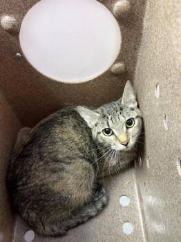 61142720 -  Domestic Short Hair Cat for Adoption in El Paso, Texas - 61142720 | PetCurious