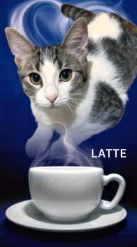 Latte -  Domestic Short Hair Cat for Adoption in Whiting, Indiana - Latte | PetCurious