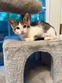 Frogleg -  Domestic Short Hair Cat for Adoption in Arthur, Ontario - Frogleg | PetCurious