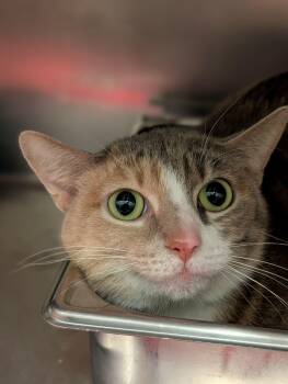 Domestic Short Hair Cats Available for Adoption in Chambersburg, Pennsylvania - Mayfly | PetCurious