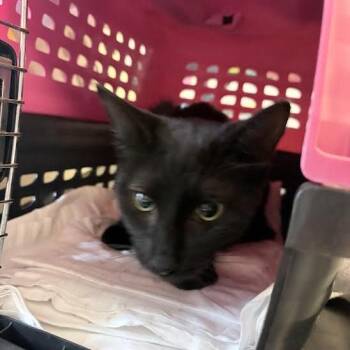 Bubbles -  Domestic Short Hair Cat for Adoption in Fairport, New York - Bubbles | PetCurious