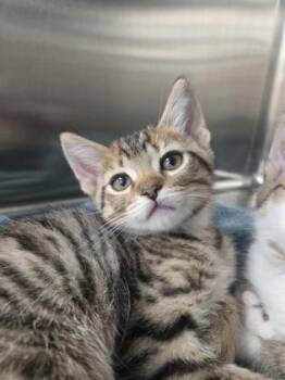 Domestic Short Hair Cats Available for Adoption in Westland, Michigan - Egg Salad | PetCurious