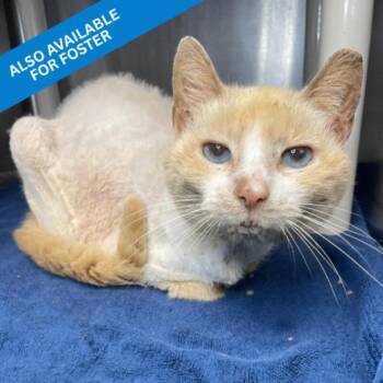 Claudette -  Domestic Short Hair Cat for Adoption in Roanoke, Virginia - Claudette | PetCurious