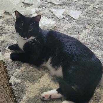 Bandit -  Domestic Short Hair Cat for Adoption in Inwood, West Virginia - Bandit | PetCurious
