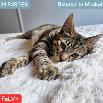 Rescue Domestic Short Hair Cats for Adoption in Denver, Colorado - Julieta | PetCurious