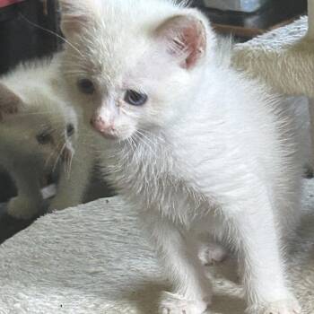 Amber -  Siamese Cat for Adoption in Mount Vernon, Arkansas - Amber | PetCurious