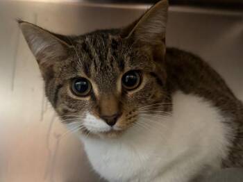 Domestic Short Hair and Tabby Cats Available for Adoption - Marge | PetCurious