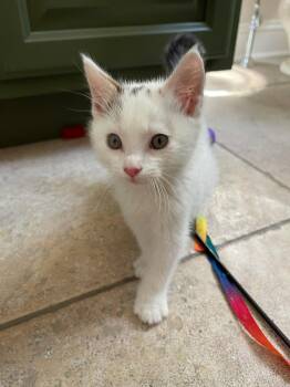 BEAR -  Domestic Short Hair Cat for Adoption in Ocean Township, New Jersey - BEAR | PetCurious