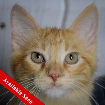 Rescue Tabby and Domestic Medium Hair Cats for Adoption in Huntley, Illinois - Sheldon | PetCurious