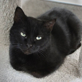 Rescue Domestic Short Hair Cats for Adoption in Port Washington, New York - Dina | PetCurious