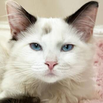Chanterelle -  Ragdoll Cat Available for Adoption in Mansfield, Ohio - Chanterelle | PetCurious