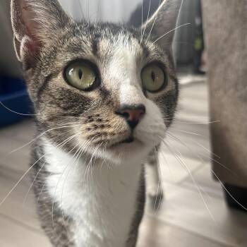 Zina -  Domestic Short Hair Cat for Adoption in Allentown, Pennsylvania - Zina | PetCurious