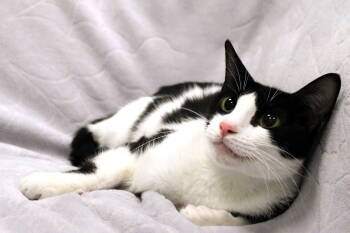 Rescue Domestic Short Hair Cats for Adoption in Buford, Georgia - Diva | PetCurious