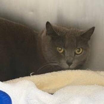 Sophia -  Domestic Short Hair Cat for Adoption in Cumming, Georgia - Sophia | PetCurious