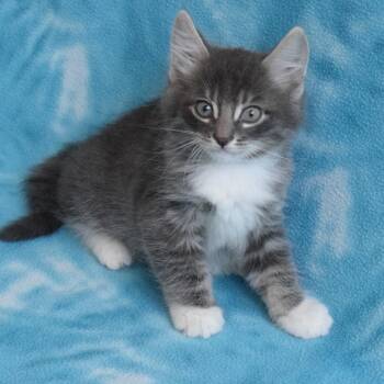 Mitsu -  Domestic Short Hair Cat for Adoption in Eureka, California - Mitsu | PetCurious