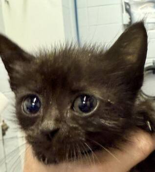 Domestic Short Hair Cats Available for Adoption in Mobile, Alabama - Victor | PetCurious