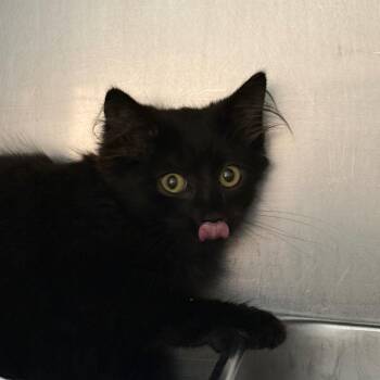 Nightmare -  Domestic Medium Hair Cat for Adoption in Troy, Virginia - Nightmare | PetCurious