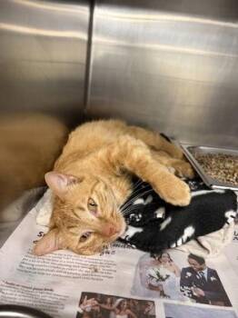 Domestic Short Hair Cats Available for Adoption in Lowell, Massachusetts - Starr | PetCurious