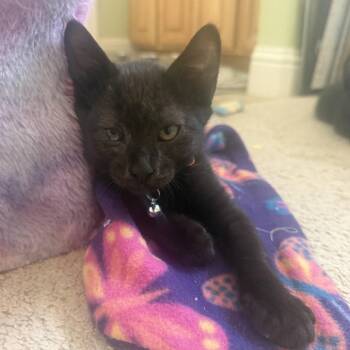 Salem -  Domestic Medium Hair Cat for Adoption in Pleasanton, California - Salem | PetCurious