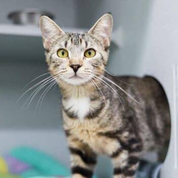 Zaria -  Domestic Short Hair Cat for Adoption in Atlanta, Georgia - Zaria | PetCurious
