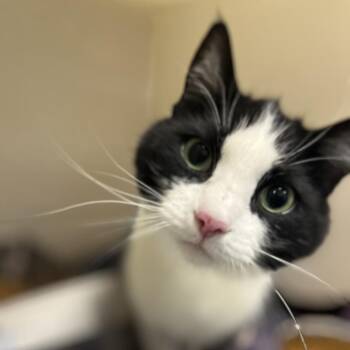 Domestic Short Hair Cats Available for Adoption in Harrisonburg, Virginia - 70866 | PetCurious