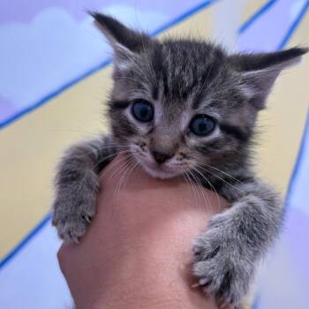 Rescue Domestic Short Hair Cats for Adoption in San Pablo, California - Lyla Egan | PetCurious