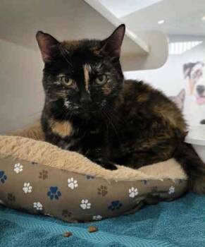 Rescue Domestic Short Hair Cats for Adoption in Atlanta, Georgia - Trouble | PetCurious