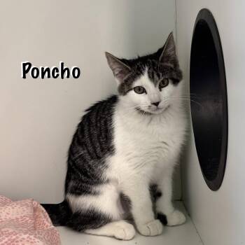 Poncho -  Domestic Short Hair Cat for Adoption in Hazlet, New Jersey - Poncho | PetCurious