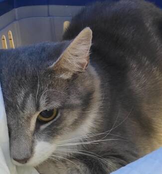 Doe -  Domestic Short Hair Cat for Adoption in Trenton, New Jersey - Doe | PetCurious