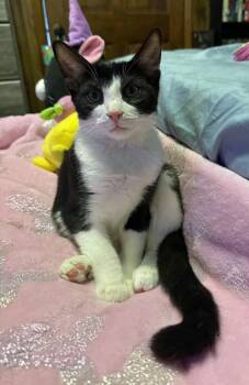Rescue Domestic Short Hair Cats for Adoption in Marion, North Carolina - Purkinje Fynn | PetCurious
