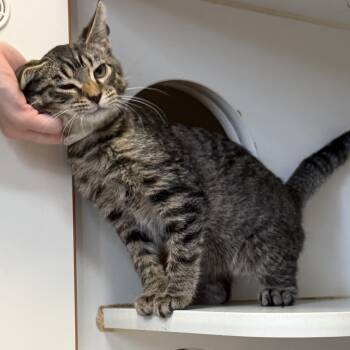 Olaf -  Domestic Medium Hair Cat for Adoption in Kent, Washington - Olaf | PetCurious