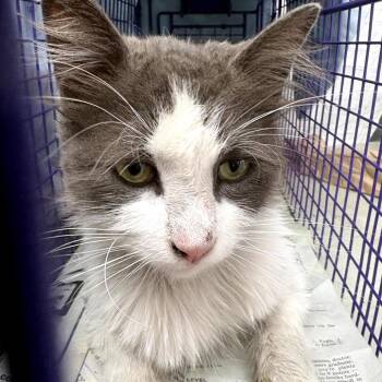 Long Haired Larry -  Domestic Long Hair Cat for Adoption in Los Angeles, California - Long Haired Larry | PetCurious