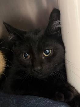 Rockstar -  Domestic Short Hair Cat for Adoption in Pomona, New York - Rockstar | PetCurious