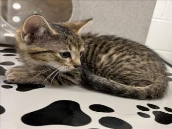 SATCHEL -  Domestic Short Hair Cat for Adoption in Derwood, Maryland - SATCHEL | PetCurious