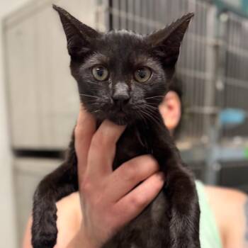 Council of the Elders -  Domestic Short Hair Cat for Adoption in Fredericksburg, Virginia - Council Of The Elders | PetCurious