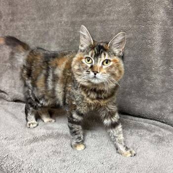 Alycone -  Domestic Medium Hair Cat for Adoption in Waterloo, Iowa - Alycone | PetCurious