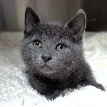Maine -  Domestic Short Hair Cat for Adoption in Michigan City, Indiana - Maine | PetCurious
