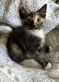 Strudel -  Domestic Short Hair Cat for Adoption in Newtown Square, Pennsylvania - Strudel | PetCurious