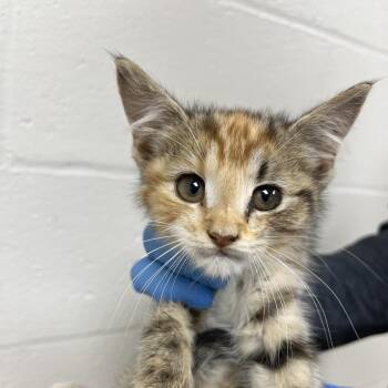 Clover -  Domestic Short Hair Cat for Adoption in Lyndhurst, Virginia - Clover | PetCurious
