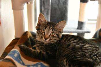 Mini Wheat -  Domestic Medium Hair Cat for Adoption in Fairhope, Alabama - Mini Wheat | PetCurious