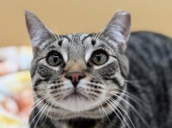 Delgado -  Domestic Short Hair Cat for Adoption in Portland, Oregon - Delgado | PetCurious