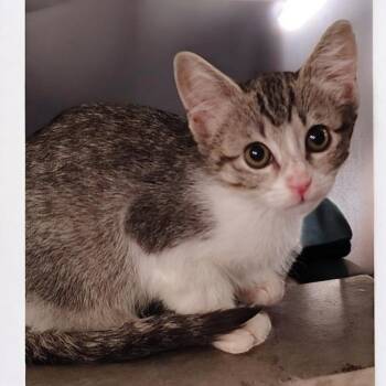 Purrlina -  Domestic Short Hair Cat for Adoption in North Richland Hills, Texas - Purrlina | PetCurious