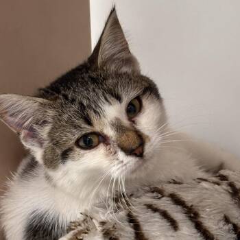 Maddie -  Domestic Short Hair and Tiger Cat for Adoption in Batavia, New York - Maddie | PetCurious