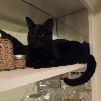 Magic -  Domestic Short Hair Cat for Adoption in Columbia, Missouri - Magic | PetCurious