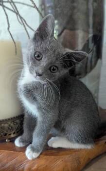 Purly -  Domestic Short Hair Cat for Adoption in Honolulu, Hawaii - Purly | PetCurious