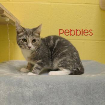 Pebbles -  Domestic Short Hair Cat for Adoption in Parkersburg, West Virginia - Pebbles | PetCurious