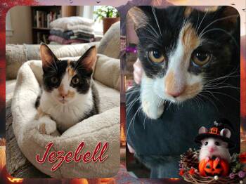 Jezebell -  Domestic Short Hair Cat for Adoption in Corinth, New York - Jezebell | PetCurious