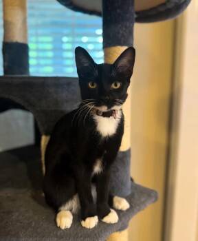 Rescue Domestic Short Hair Cats for Adoption in Murfreesboro, Tennessee - Umbreon | PetCurious