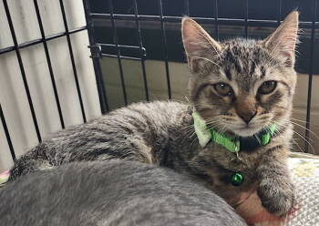 Rescue Domestic Short Hair Cats for Adoption in Albemarle, North Carolina - Constantine | PetCurious