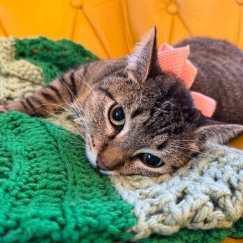 Margarita Snugglepurr -  Tabby and Domestic Short Hair Cat for Adoption in Friendswood, Texas - Margarita Snugglepurr | PetCurious